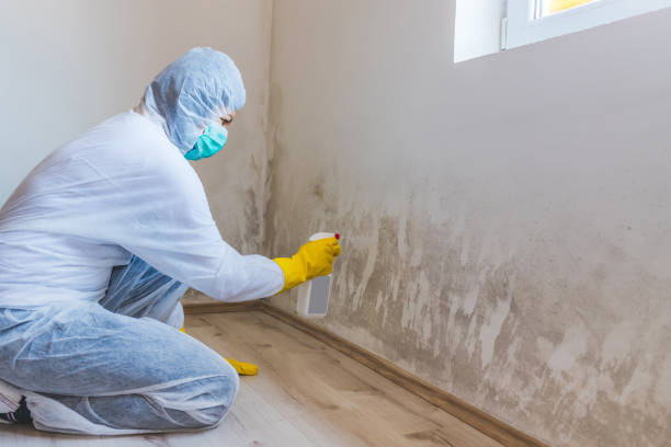 Licensed Mold Remediation service in USA - 24 Hour Mold Removal
