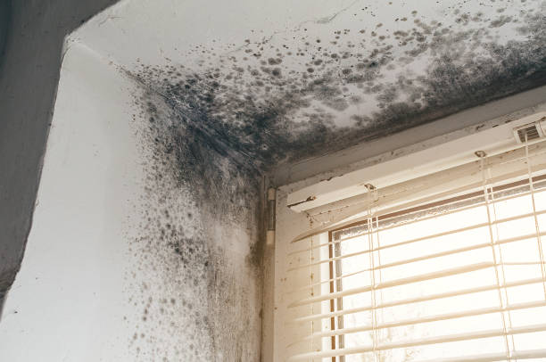 Affordable Mold Remediation solutions in USA